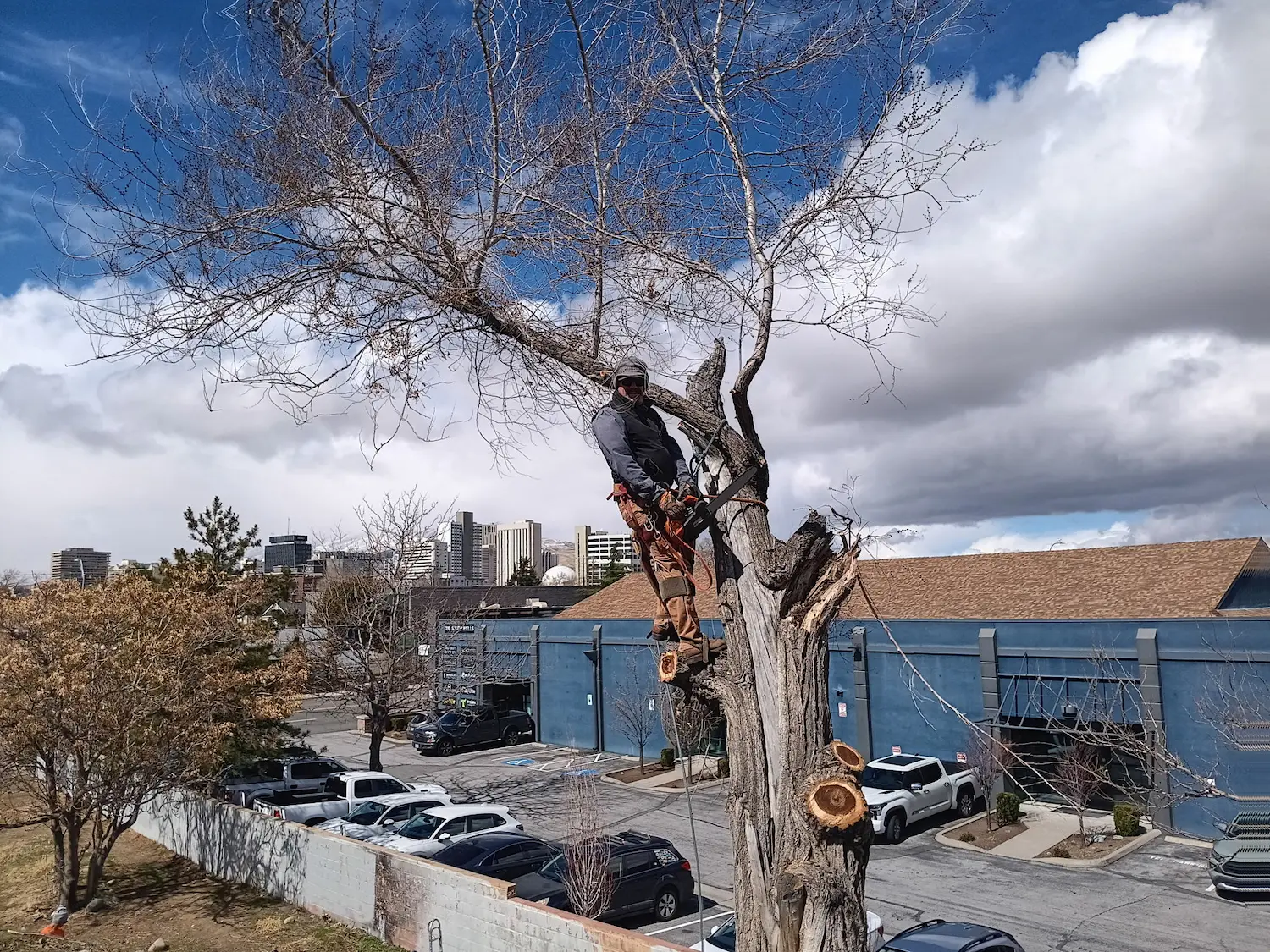 Tree Master Reno