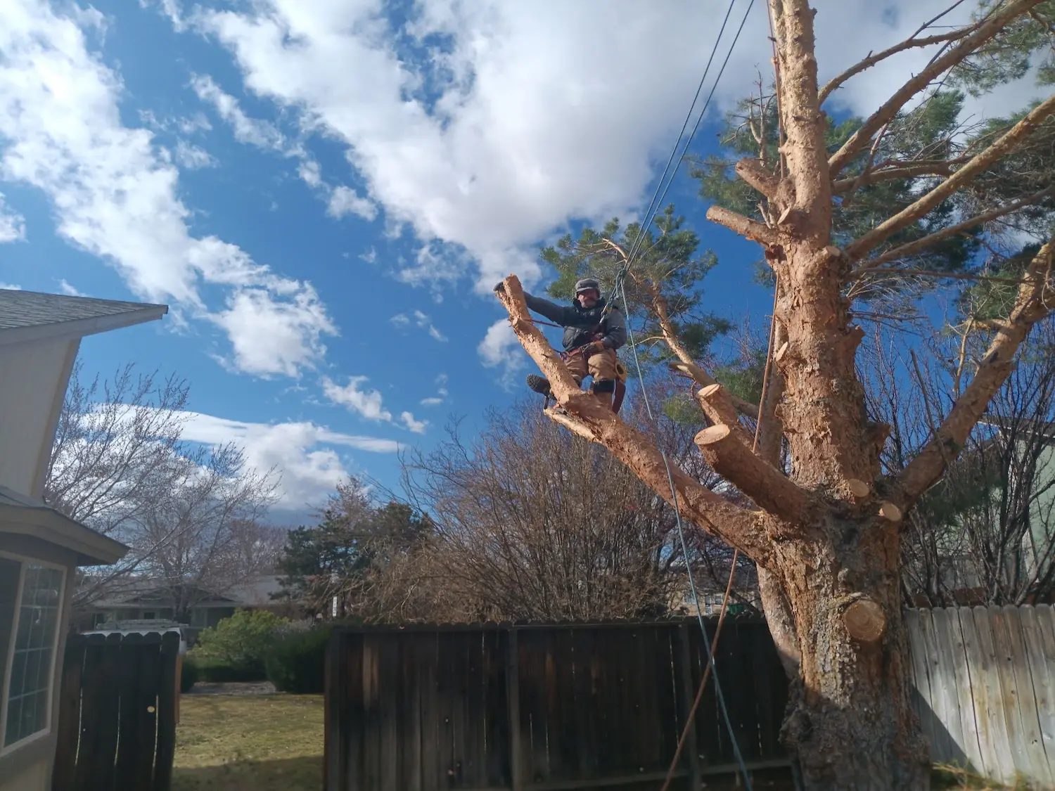 Tree Master Reno
